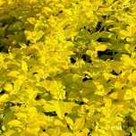Przetacznik rozesłany żółty 'Aztec Gold' (Veronica prostrata) 1.0L