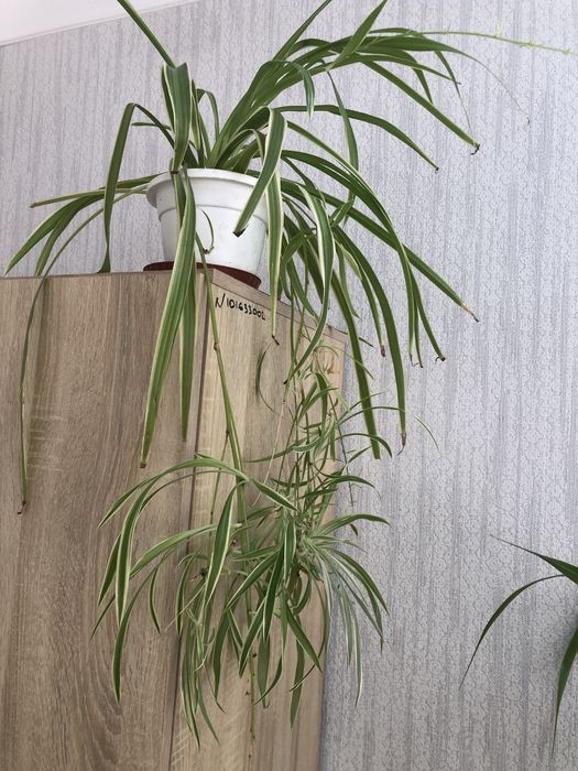 Хризантема коралова у вигляді ромашки.Кімнатні квіти різні