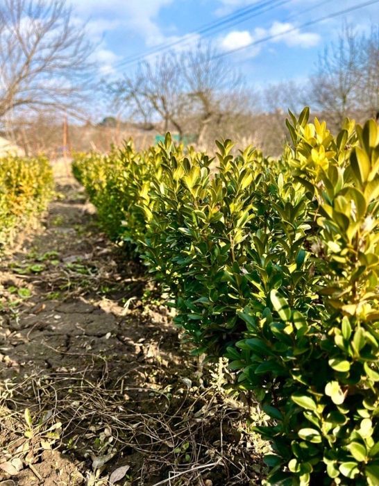 Самшит звичайний