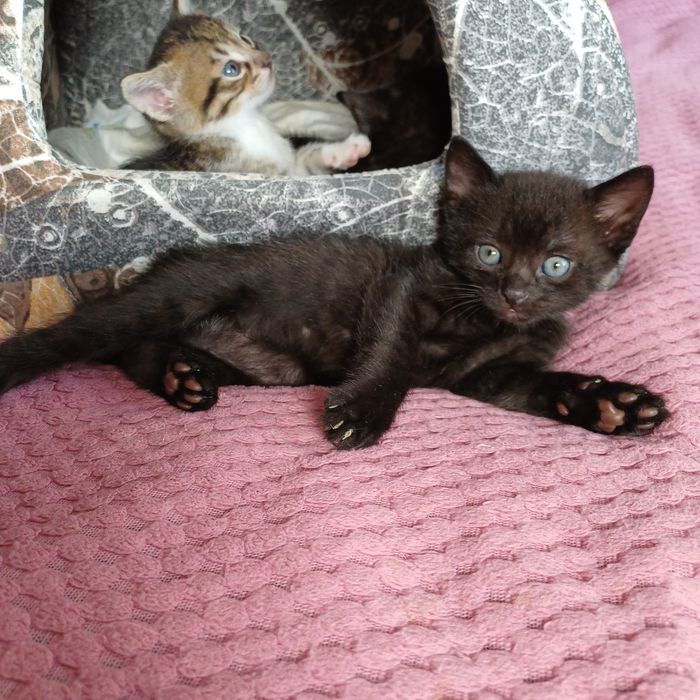 Котята шукають люблячу родину
