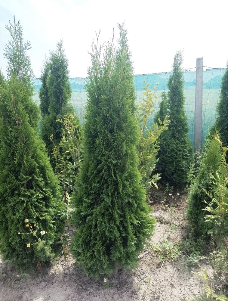 Tuja tuje thuja szmaragd branant