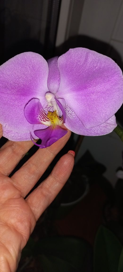 Продам ароматную орхидею