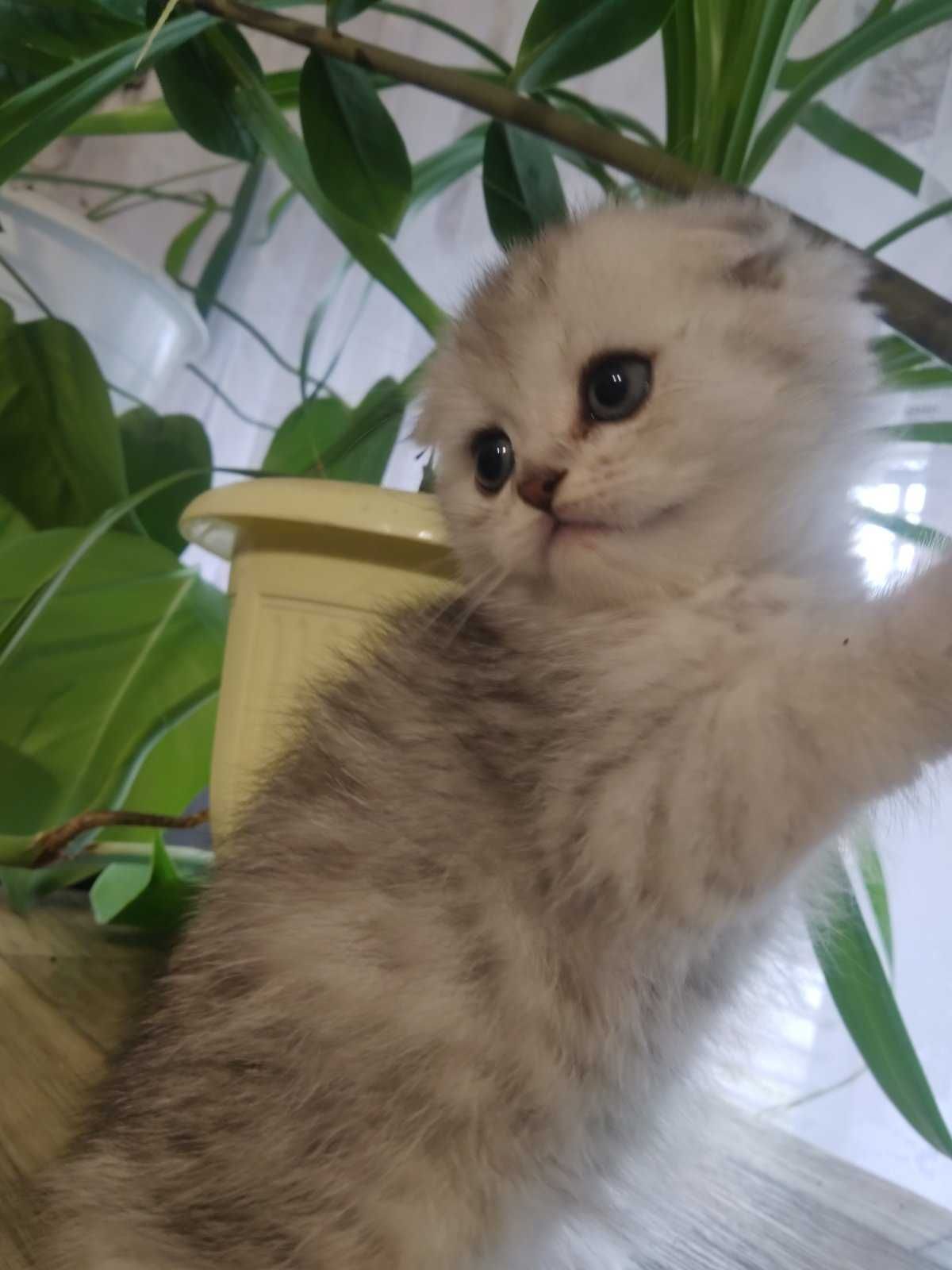 Шотландский малыш"Scottish Fold"с красивыми глазенками