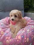Urocza Suczka Maltipoo XS