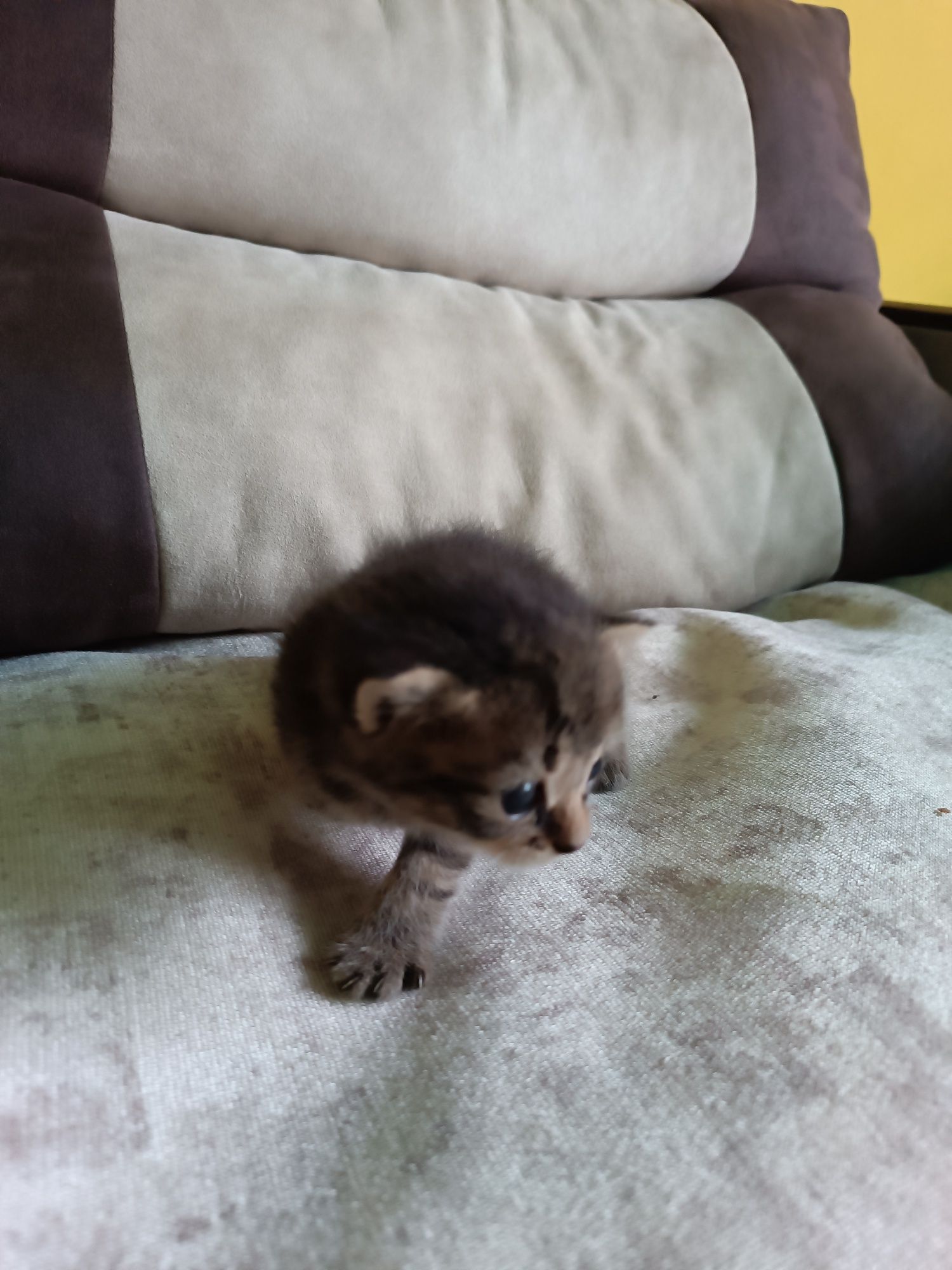 Котик в добрі руки