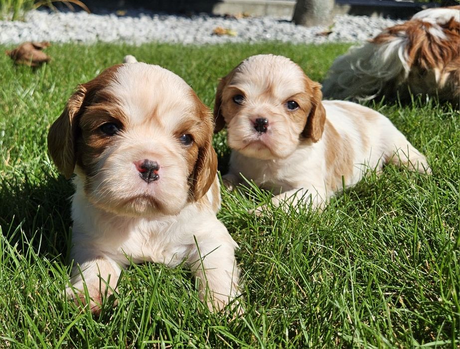 Cavalier king charles spaniel