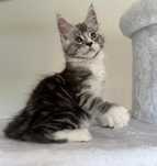 Catholini Maine Coon duży kocurek Uran