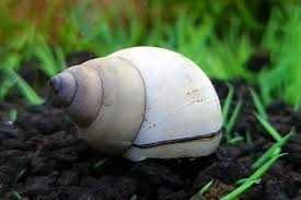 White Wizard Snail - Filopaludina martensi