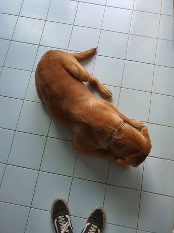Labrador 7 meses
