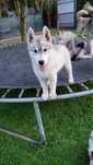 Urocza Hexa sunia Siberian Husky suczka ciemnooka zkwp fci