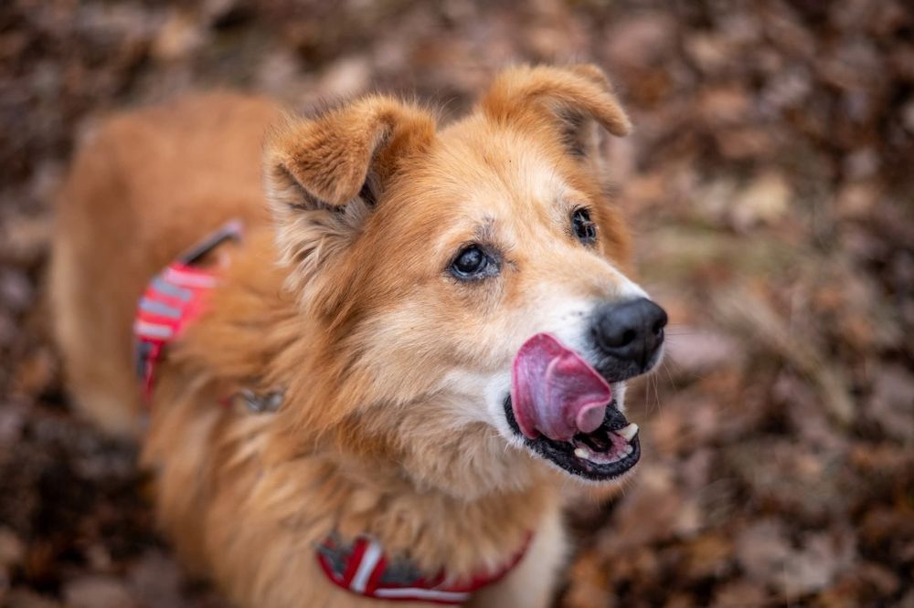 Puchary beżowy pies prawie jak samoyed szuka domu