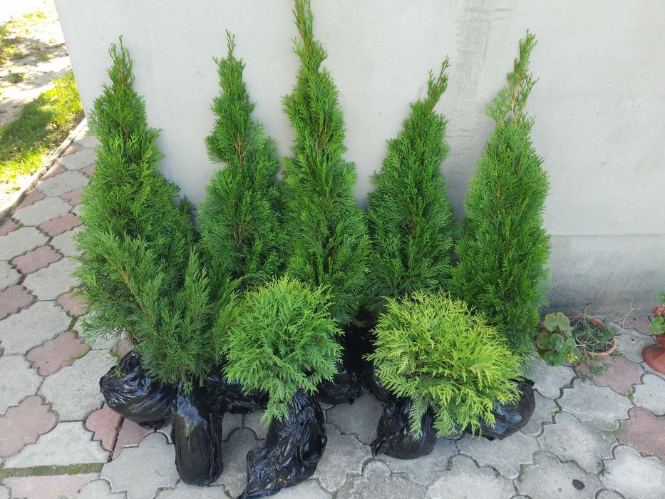 Ялівець Блю Ероу. Кипарис. ТУЯ МІККІ. Вічнозелені рослини. Туя Самшит