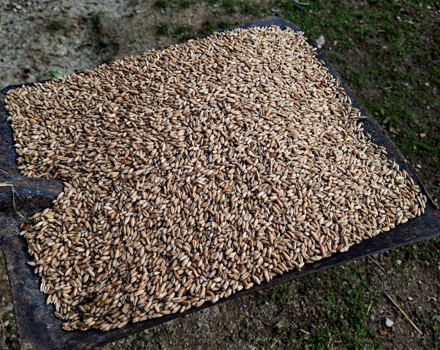 Pszenżyto ładne czyste tegoroczne