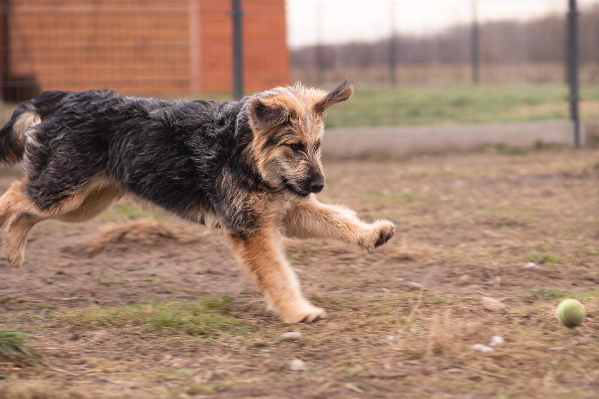 Rambo - energiczny szczeniak do adopcji