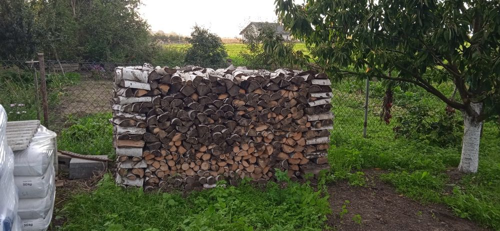 Brzoza sucha 250 zł