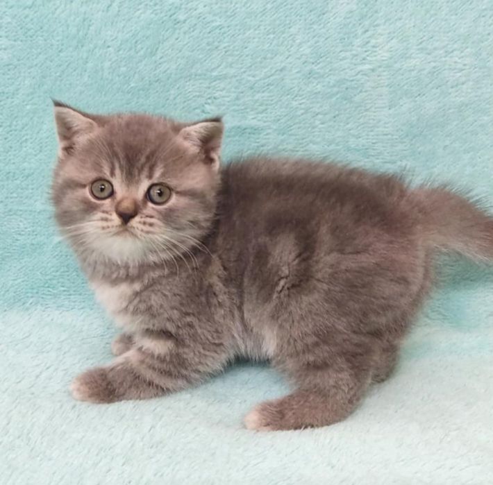 Продам шотландских котят
