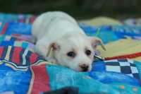 FORKA - sunia = szczeniak do adopcji, piękna biała kuleczka szuka domu