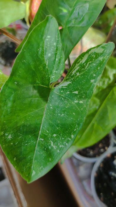 Сингониум сінгоніум   rasamee nag манго  mango pink spot конфетті