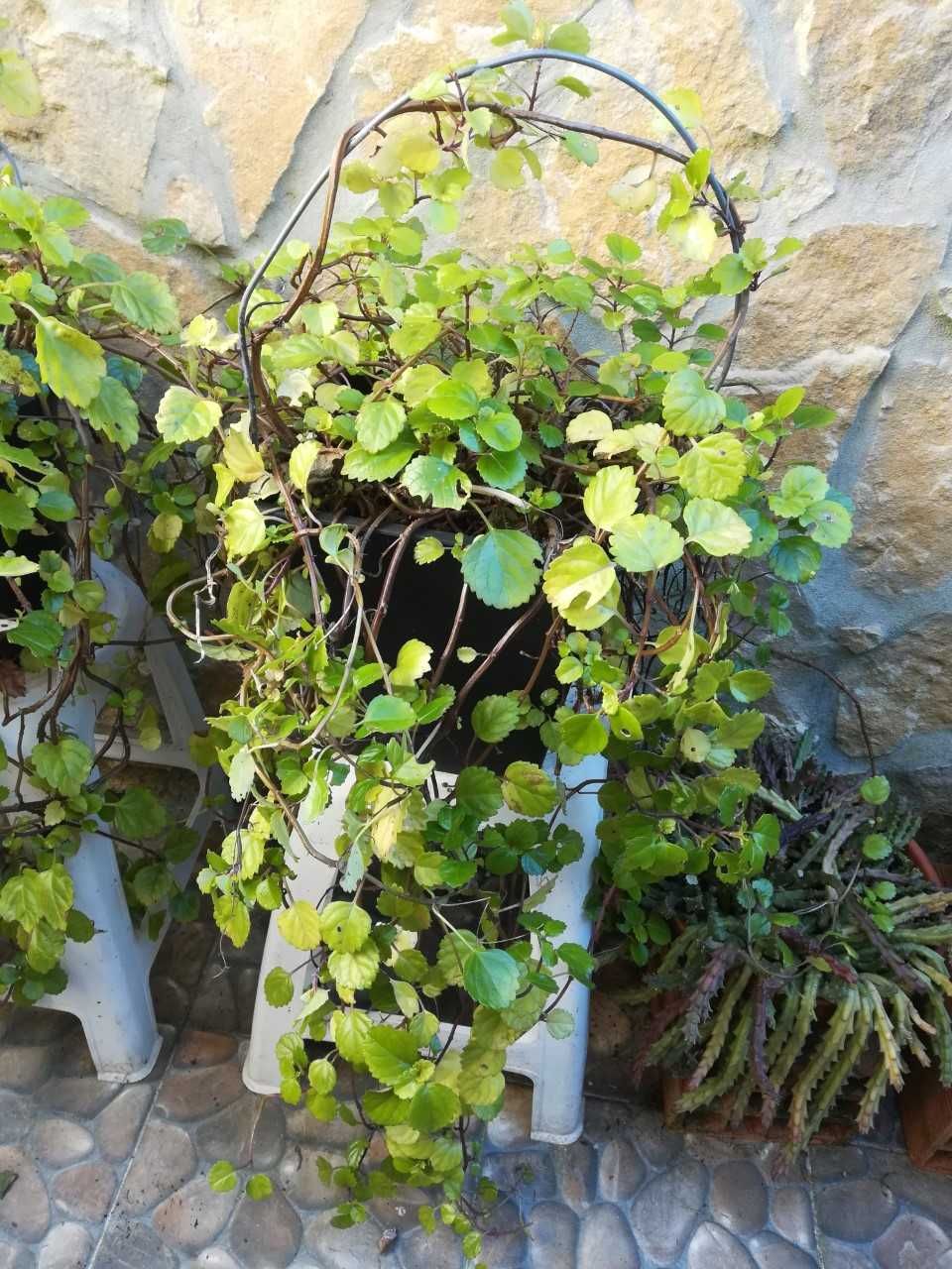 Planta natural, trepa ou de pendurar