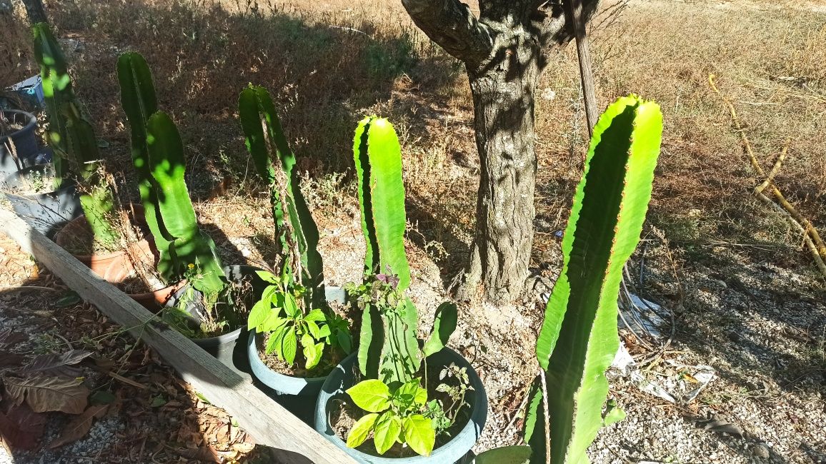 Cactos Mandacaru