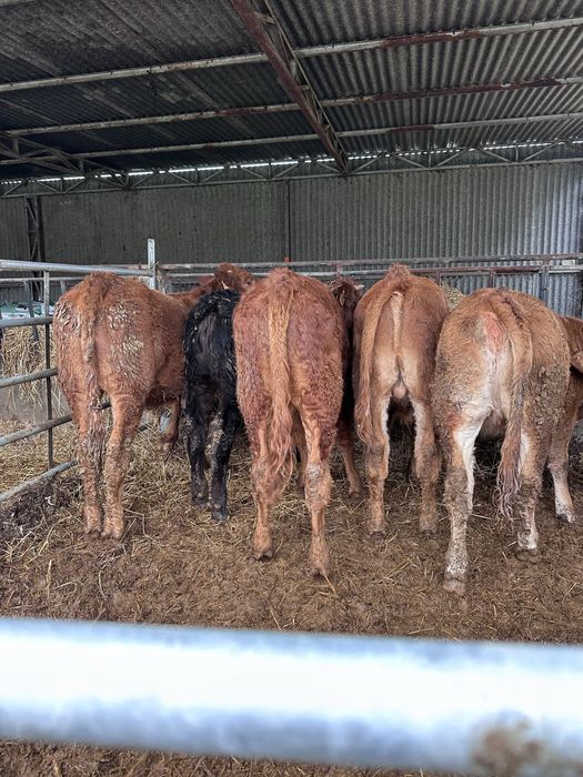 Lote 5 cx de carne