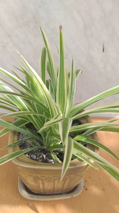 Хлорофитум, хлорофітум в керамічних горшиках