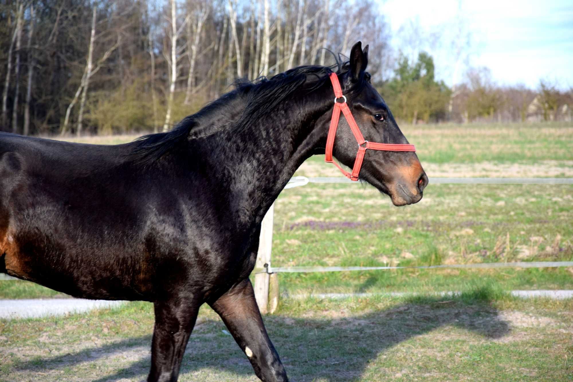 Koń Kary polski koń sportowy