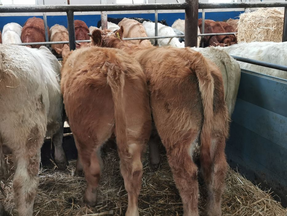 Odsadki mięsne blubelgian szarolez