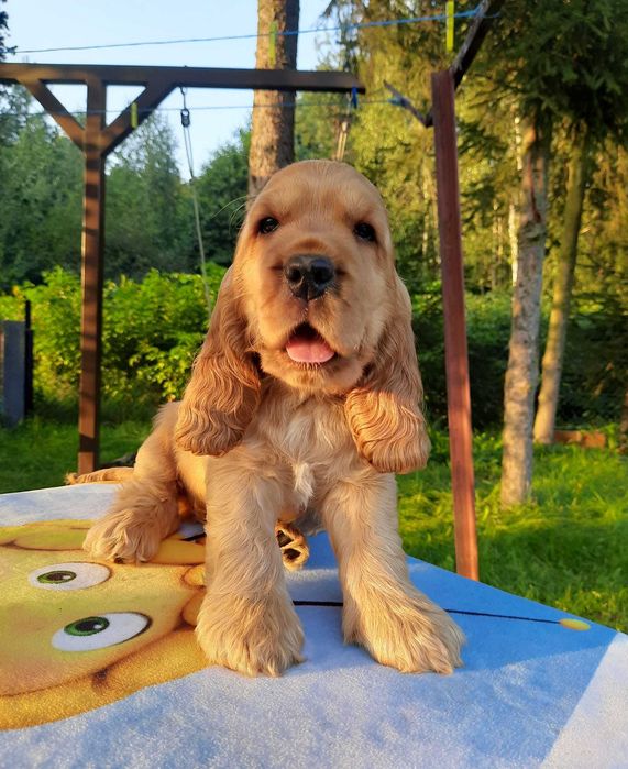 Cocker Inglês dourado