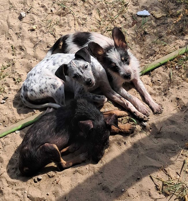 Szczeniak Szczeniaki Adopcja