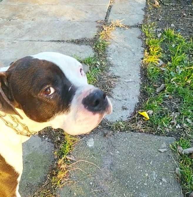 Amstaff mix,przyjazny pies ATI dla znających rasę.ADOPCJA