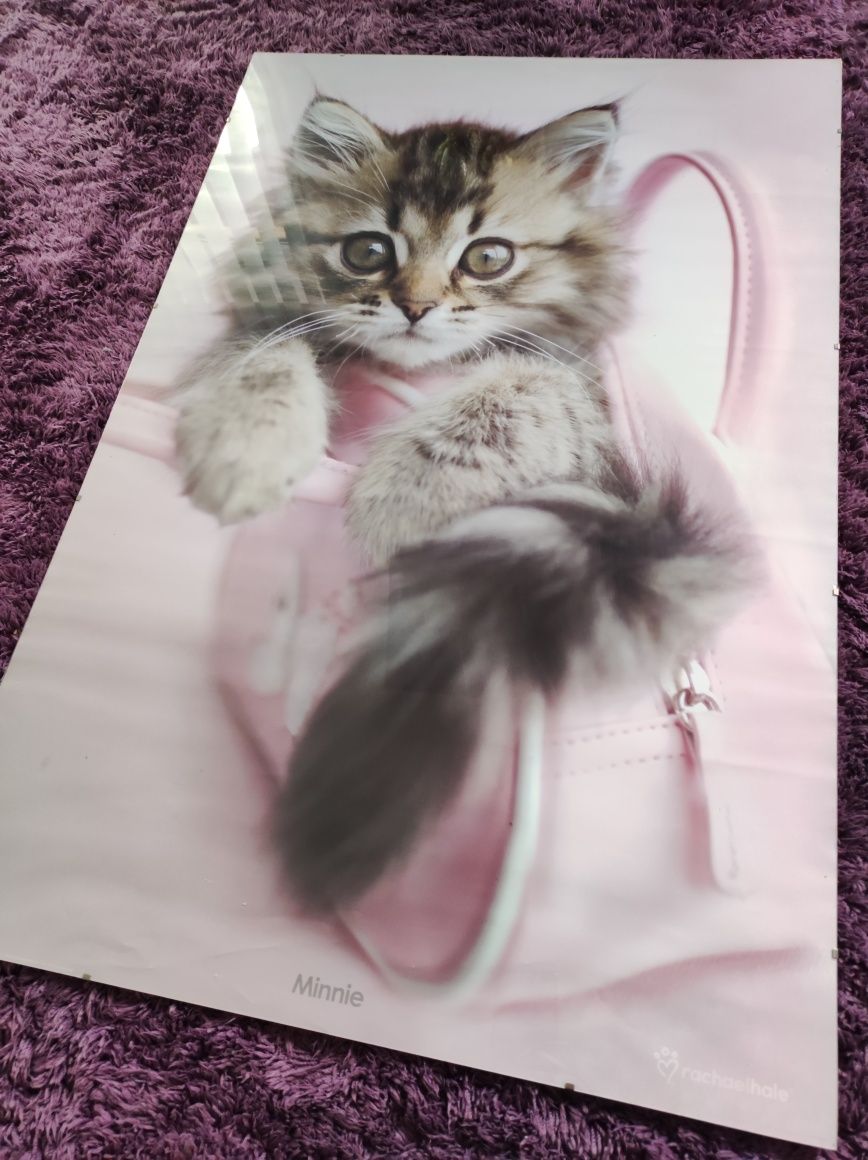 Antyrama plakat obraz kot kotek 60x90