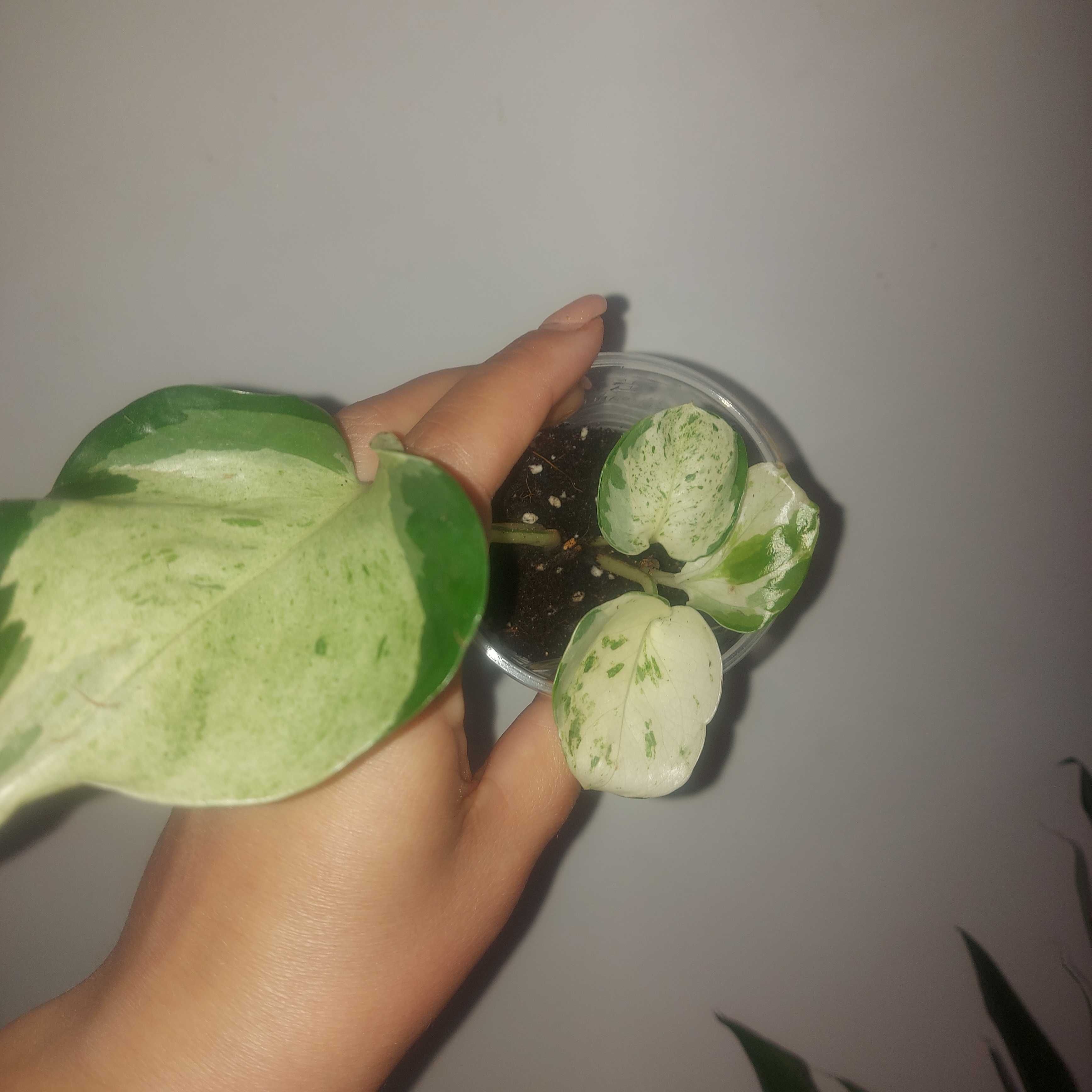 epipremnum manjula happy leaf