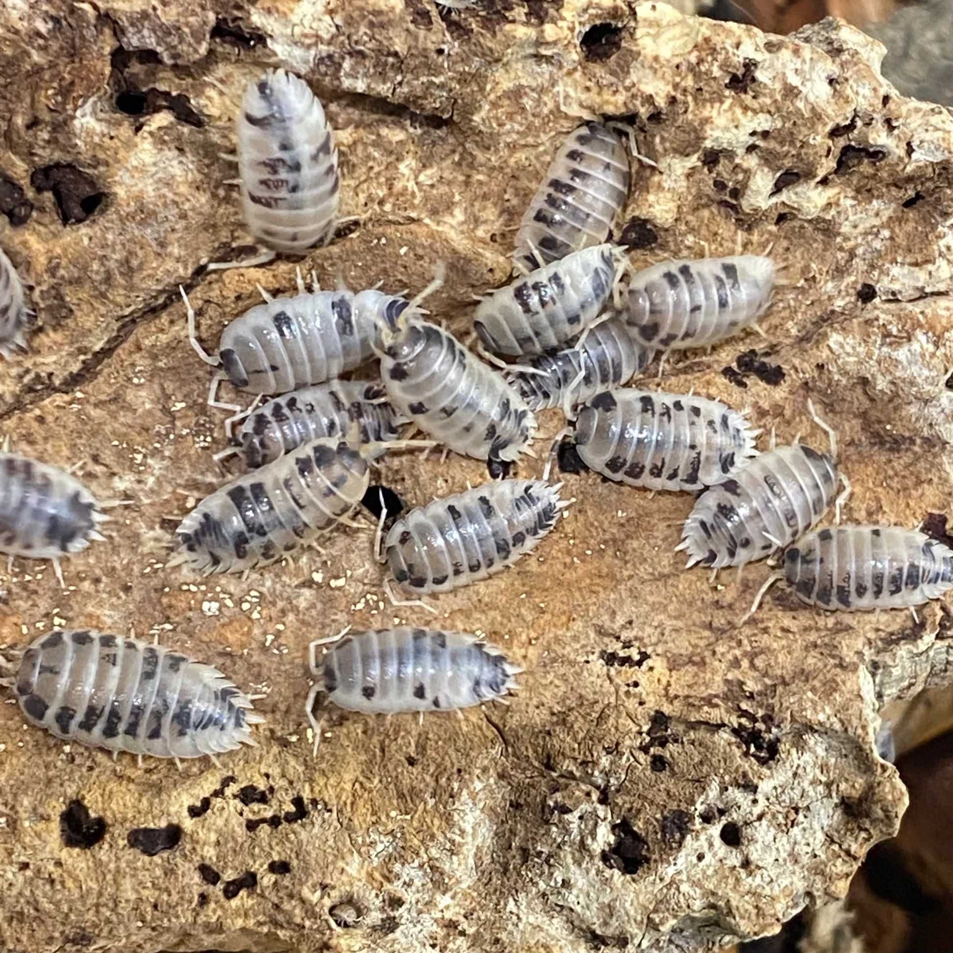 Мокрицы коровки Porcellio laevis Dairy Cow