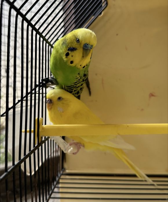 Periquitos e Rolas Diamantes