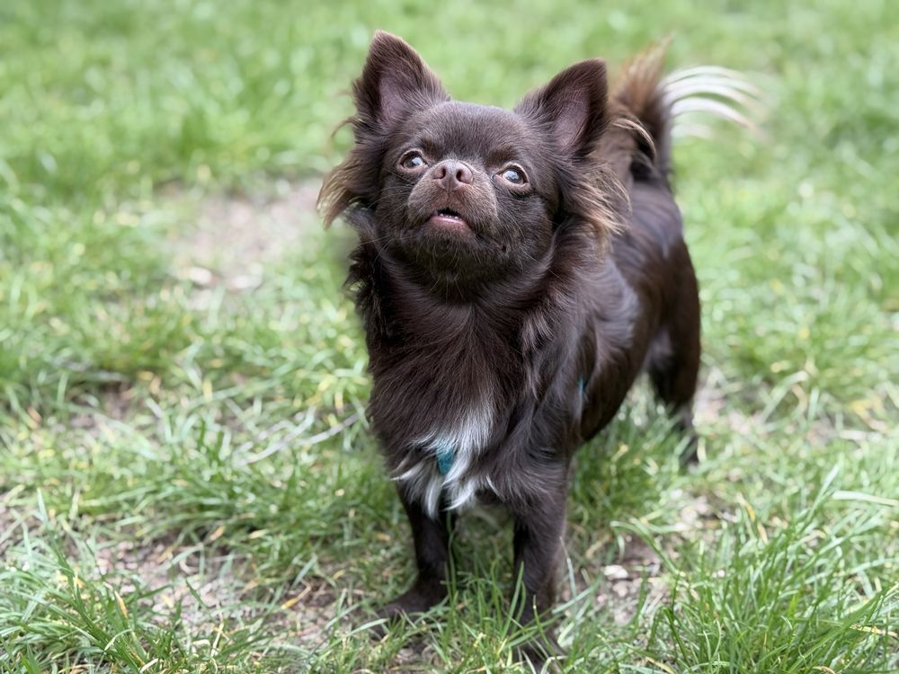 Chihuahua samiec roczny