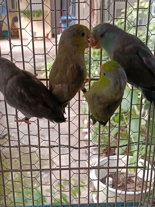 Forpus de 2025, Anilhados