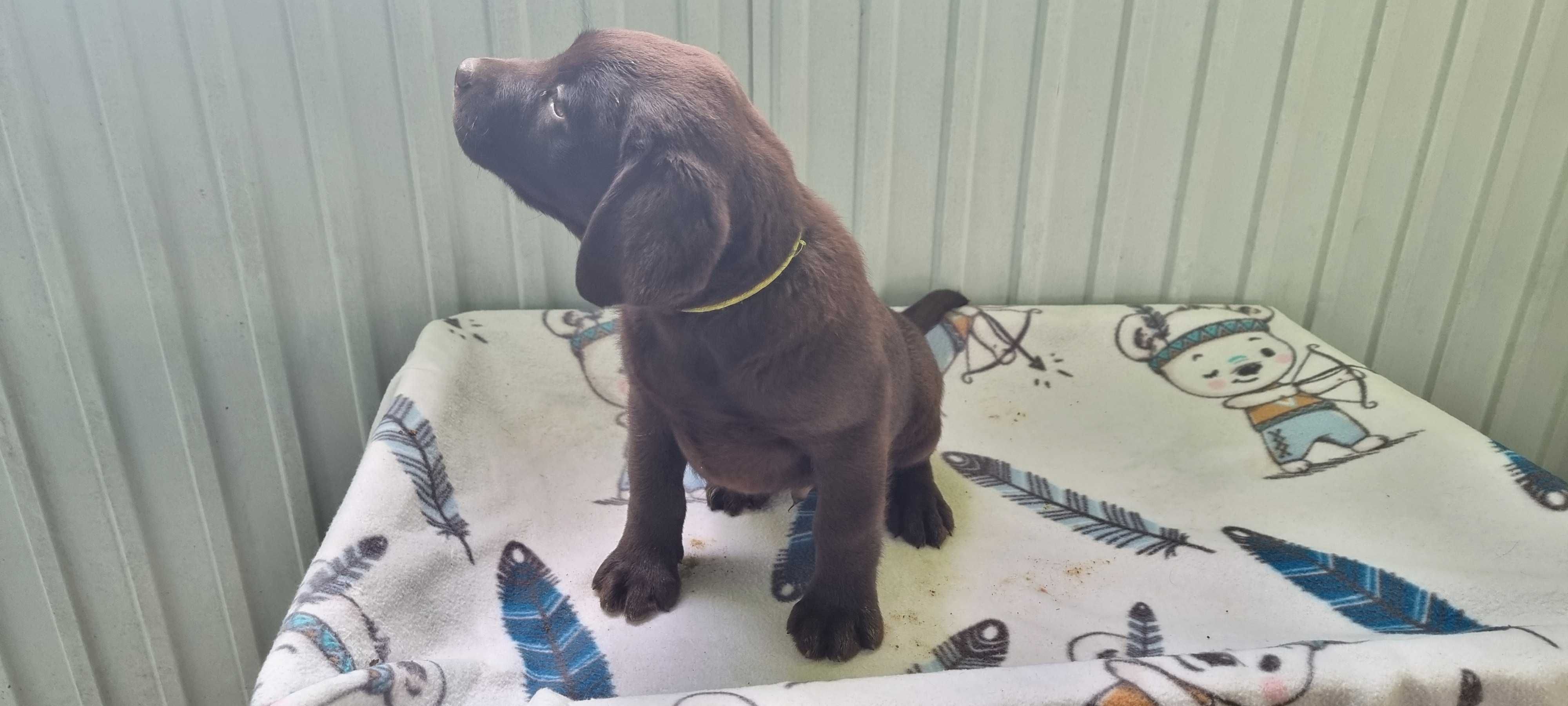 Labrador Chocolate Macho com Lop