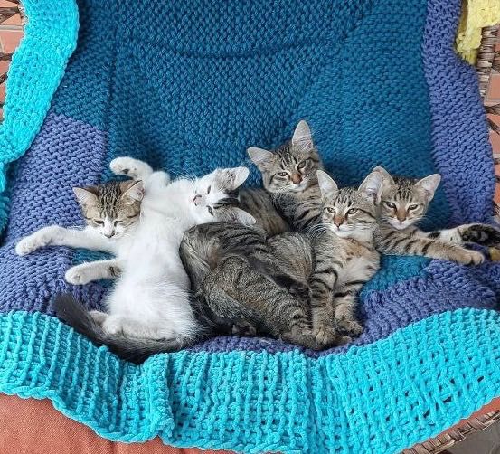 Котята котики отдам котенок