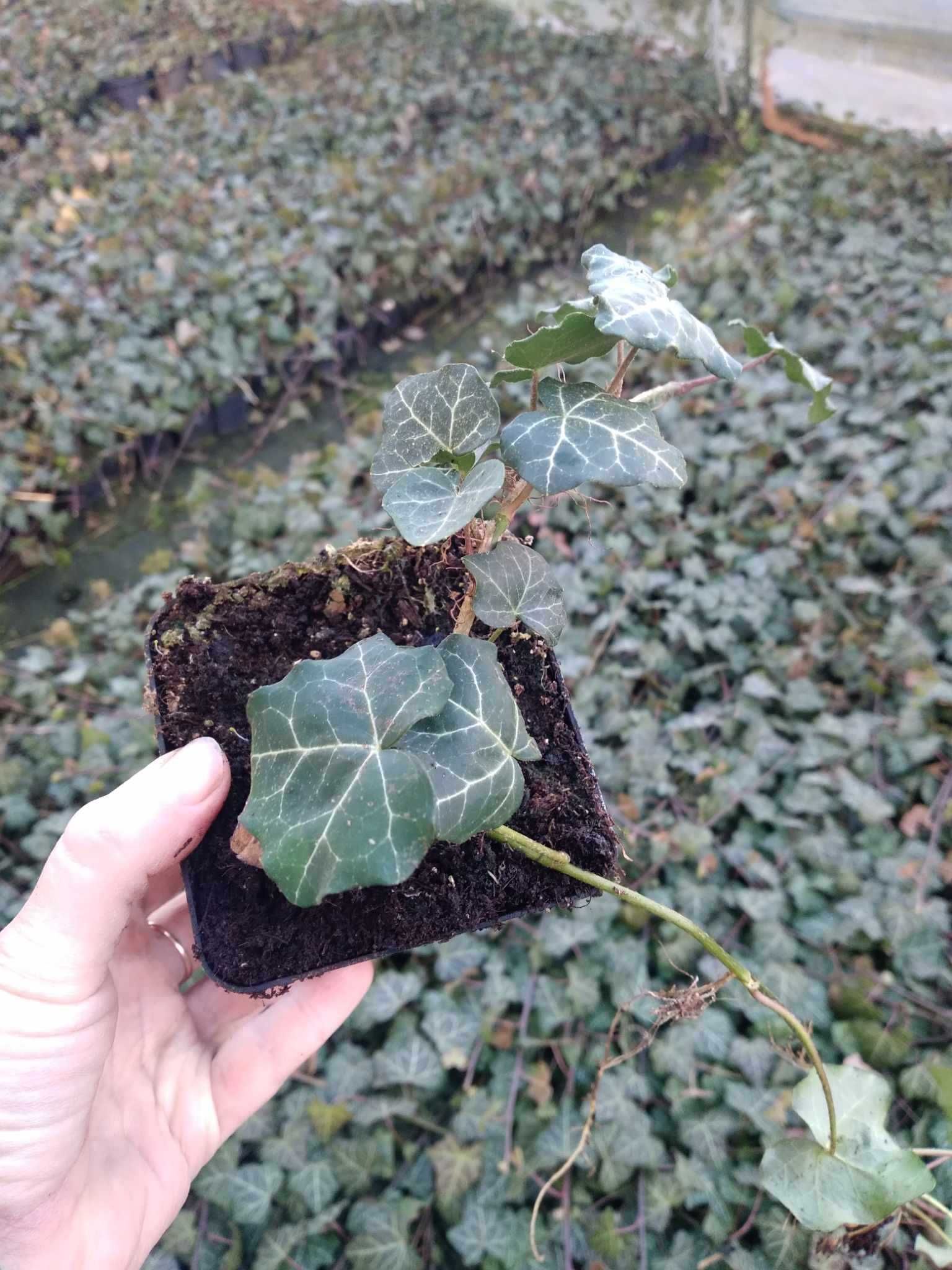 bluszcz pospolity, Hedera helix P9