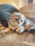 Grey Tabby Scottish Fold Fêmea