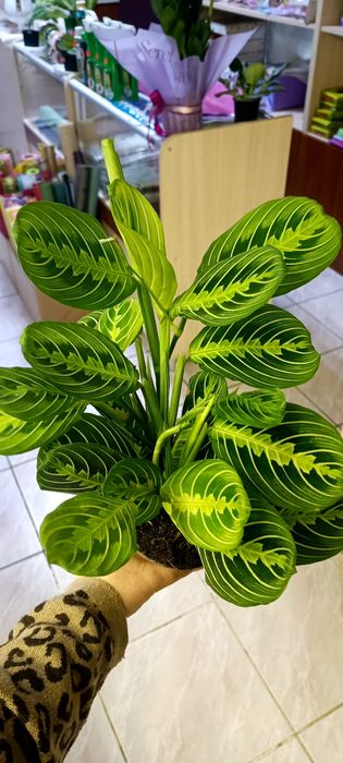 Маранта лемон .Велика рослина
