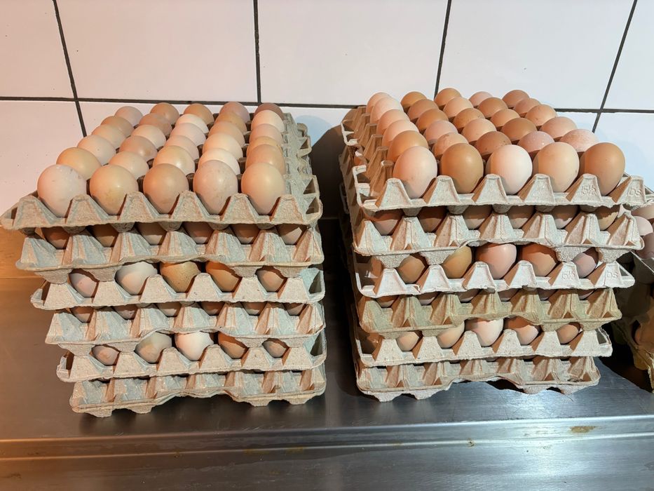 Jajka świeże kremowe