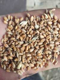 Продам пшеницю 5 грн внаявності 2.5 т