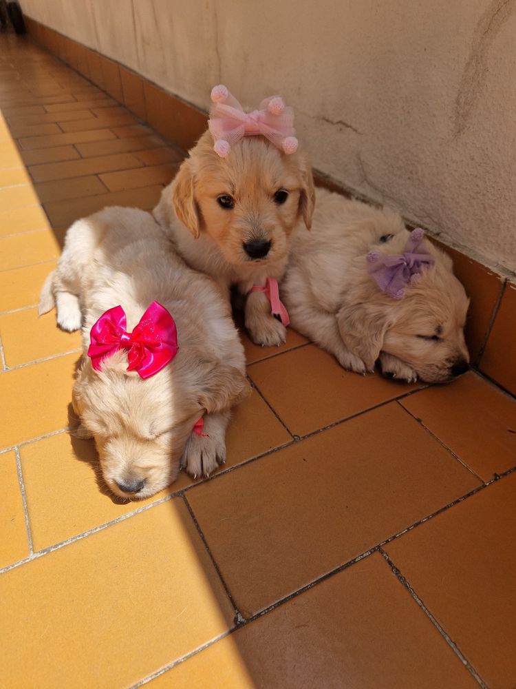 Golden Retriever com LOP pedigree