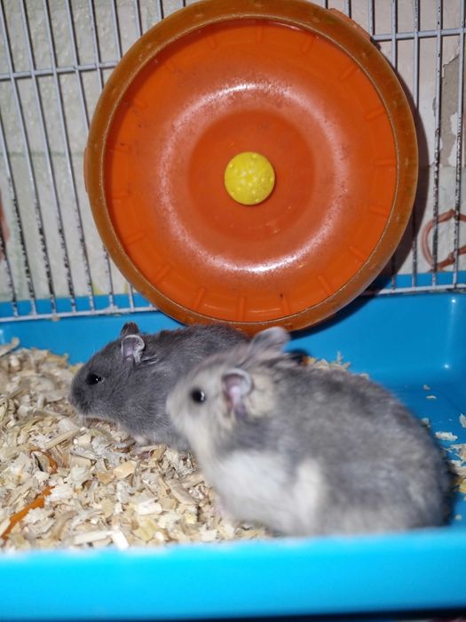 Джунгарські хом'ячки,маленькі, грайливі та ручні