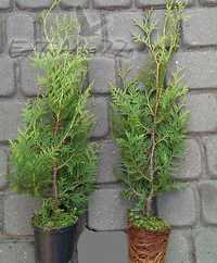 Doniczka 0,6L Jawor sadzonka Thuja Brabant 30-50 cm Tuja brabant 50 cm