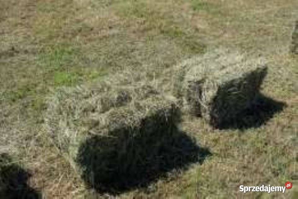 Siano tegoroczne Świerże Dostawa