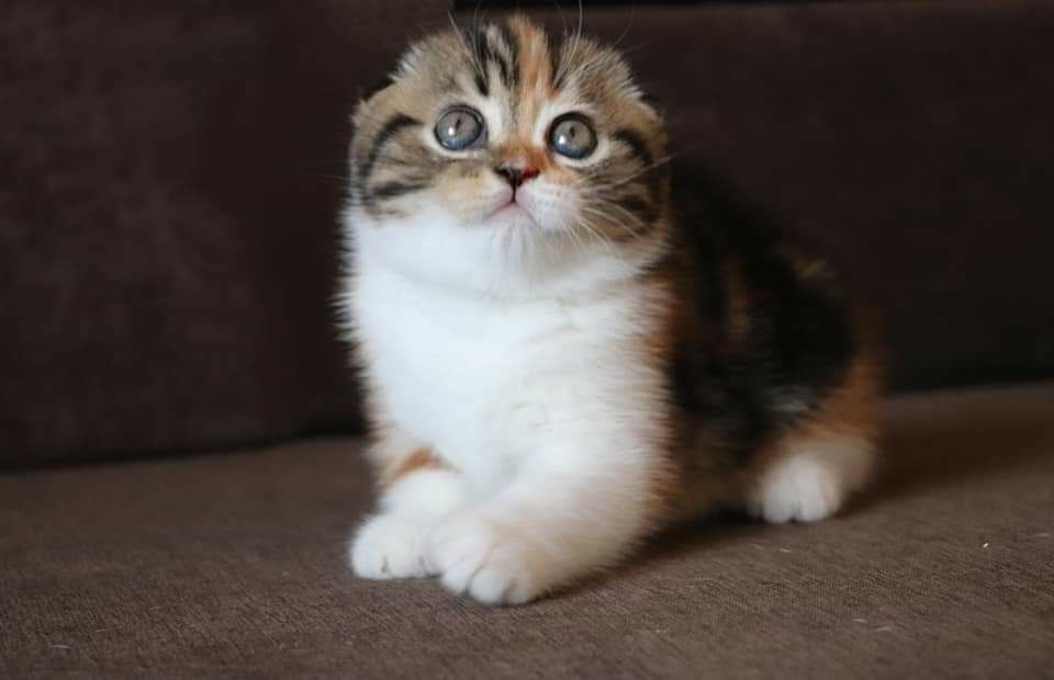 Шотландский вислоухий котёнок