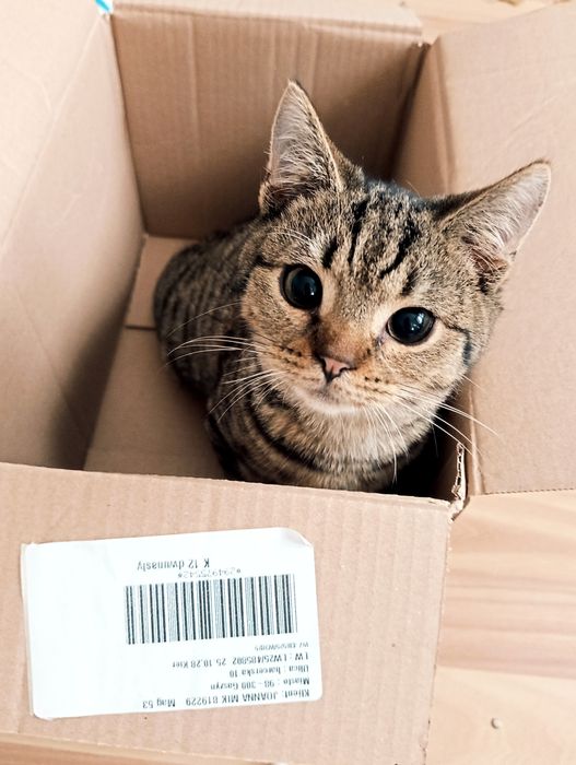 Pasztet kocurek szuka kochającego domu